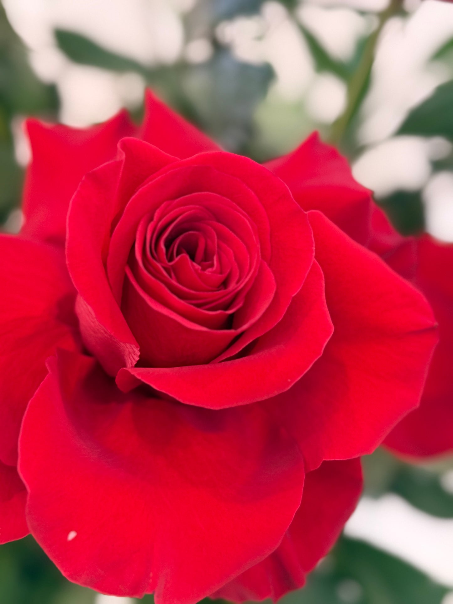 Red roses long stem roses 