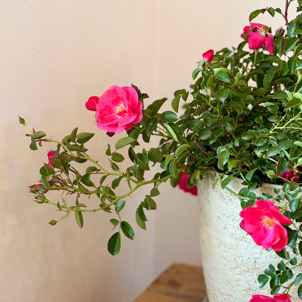 Plants – Adela Flora