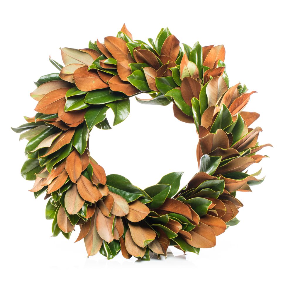 Green and gold Magnolia leaves 