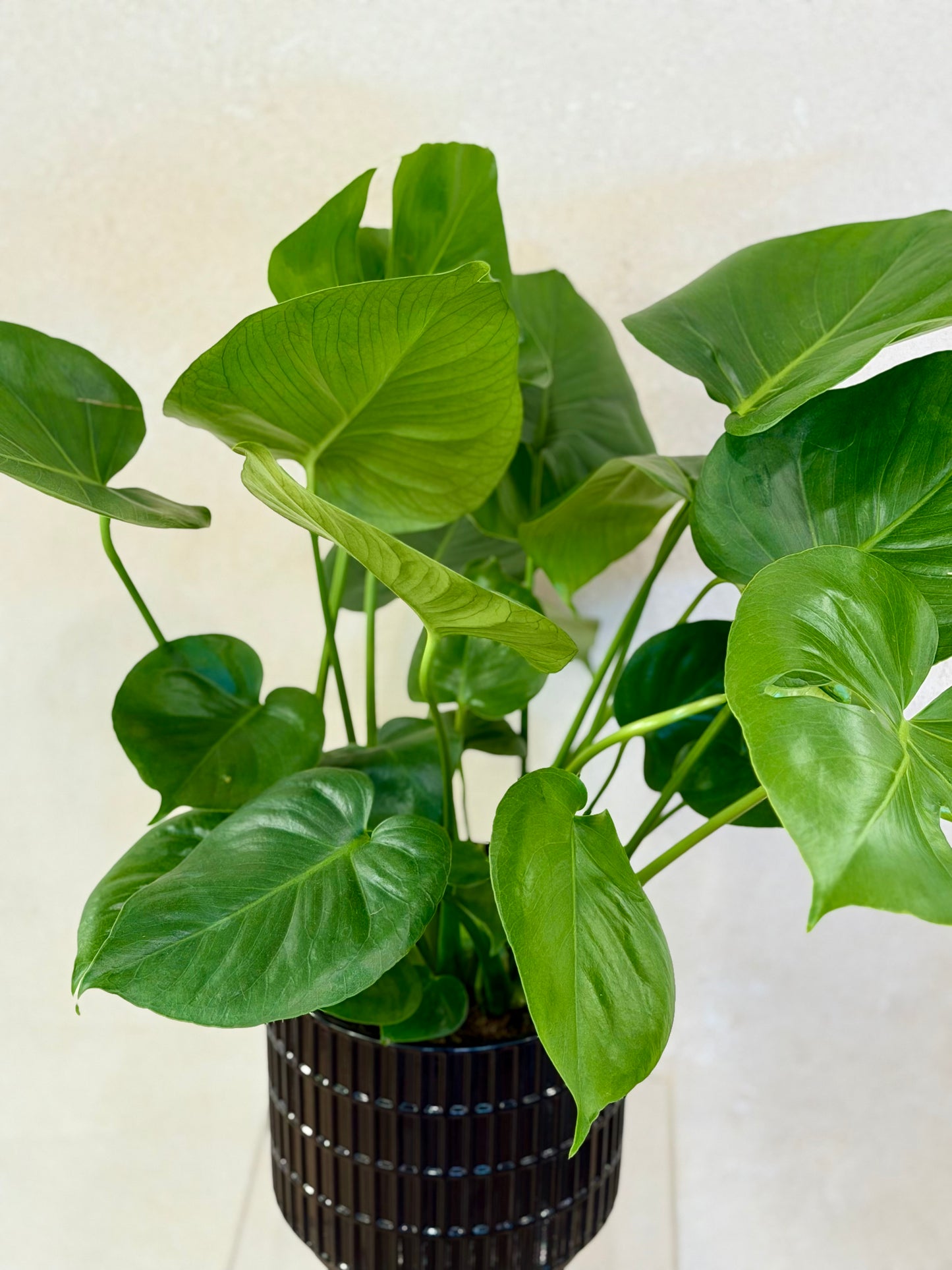 monstera plant split leaf Monstera Split Leaf